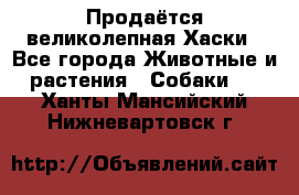 Продаётся великолепная Хаски - Все города Животные и растения » Собаки   . Ханты-Мансийский,Нижневартовск г.